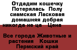 Отдадим кошечку.Потерялась. Полу сиамская.Ласковая,домашняя,добрая,никогда не ца › Цена ­ 1 - Все города Животные и растения » Кошки   . Пермский край,Соликамск г.